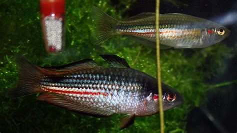 Glass bloodfin tetra Care Guide: Diet, Tank Mates, Diseases, Breeding & More