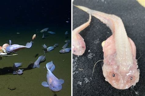 Deepest fish ever recorded found in Izu-Ogasawara Trench in Japan