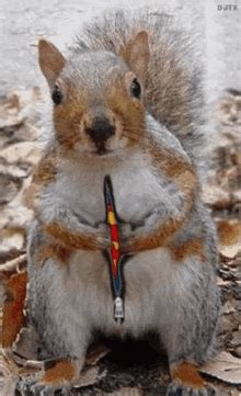 Squirrel GIFs | Tenor