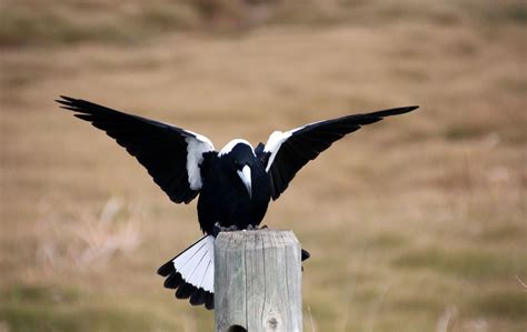 Magpie swooping season, are you ready? - Australian Environmental Education