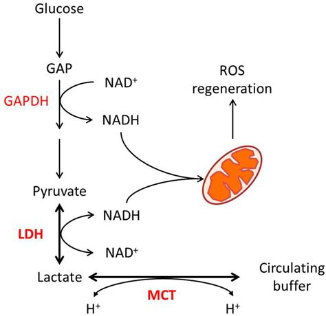 Frontiers | Mutual regulation of lactate dehydrogenase and redox robustness