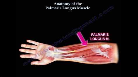 Anatomy Of The Palmaris Longus Muscle - Everything You Need To Know ...