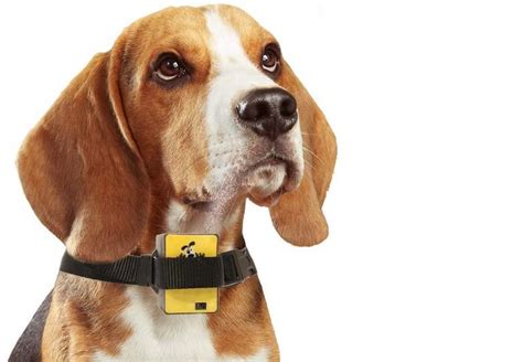 5 Best Citronella Bark Collar & Reviews [ 2020 Updated] - Pet Life World