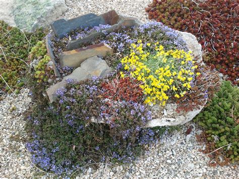 Alpine plants for rock gardens - Hawk Haven