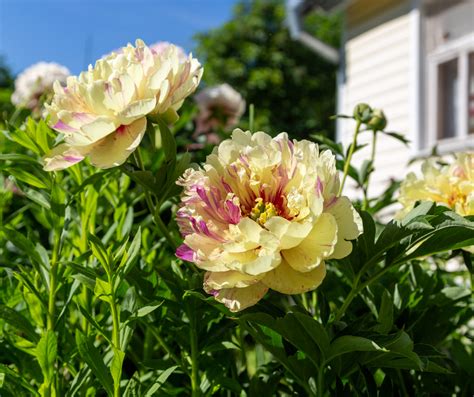 Peony - Homestead Gardens, Inc.