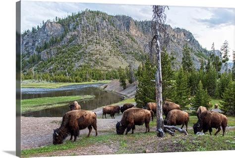 Bison at Yellowstone | Great Big Canvas