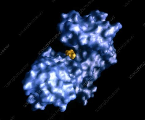 Hexokinase enzyme with glucose - Stock Image - A605/0113 - Science ...