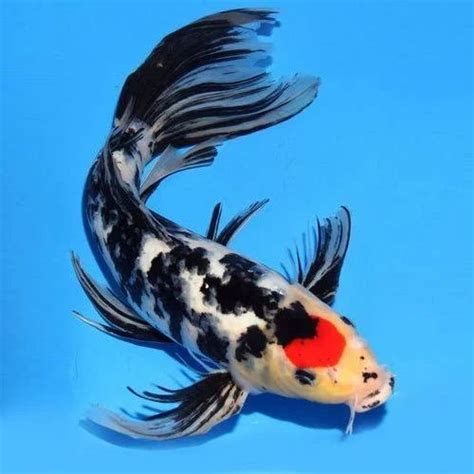 Black White Koi Carp Aquarium Fish, Size: 3 Inch at Rs 20/piece in Howrah | ID: 16787078891