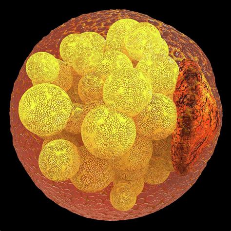 Human Fat Cell #1 Photograph by Alfred Pasieka/science Photo Library ...