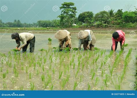 Rice Field Farming Worker Editorial Image - Image: 33271825