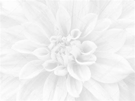 White Flower Background — Stock Photo © reddees #4446869