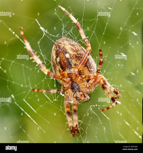 Closeup of a Walnut Orb Weaver spider in a web against blur leafy ...