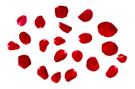 red rose petals Isolated on transparent background PNG file 18726916 PNG