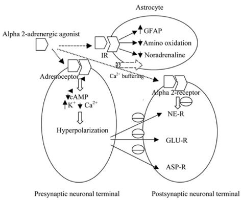 Alpha 2 Adrenergic Agonist - slidesharetrick