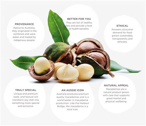 Macadamia Oil - Plenty Foods