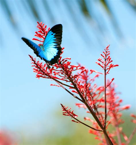 "The beautiful Ulysses butterfly" by Jenny Dean | Redbubble