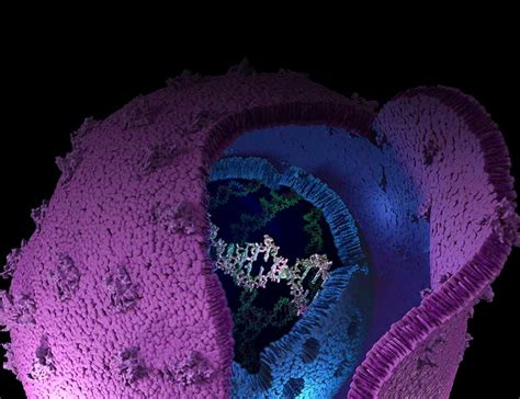 Cell Line and Sample Identification | Cell ID | Sample ID