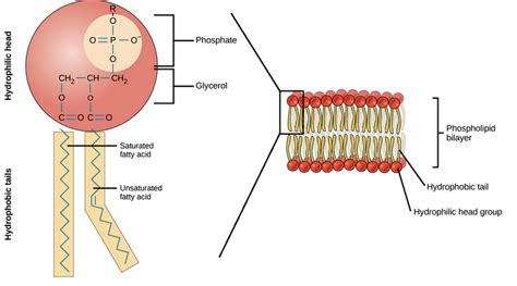 Lipids: What are Lipids, Phospholipids and Cholesterol?