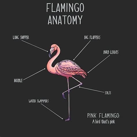 Flamingo anatomy by AnimalArtist | Redbubble | Flamingo, Anatomy bones, Anatomy