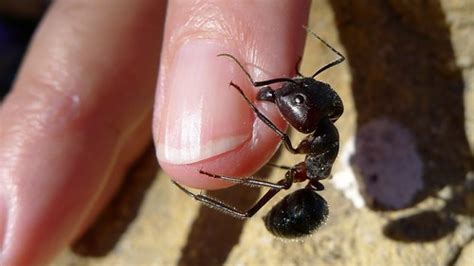 Everything to Know About Ant Bites – Ants.com