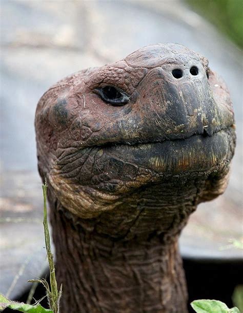 Galapagos Tortoise Portrait by Gladner on 500px | Galapagos tortoise, Tortoise care, Tortoises