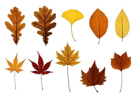 Royalty Free Oak Leaf Vs Maple Leaf Pictures, Images and Stock Photos ...