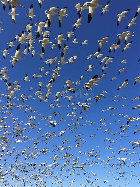 Flock of Snow Geese Taking Off! Stock Image - Image of bird, swans ...