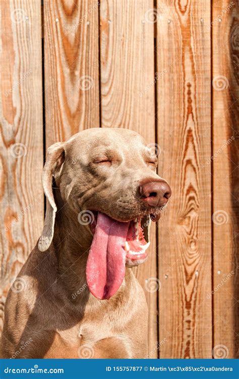 Weimaraner on Wooden Terrace. Detail of Weimaraner. Hunting Dog. Dog`s Eyes Stock Image - Image ...