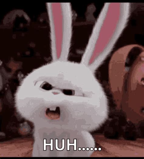 Huh Rabbit GIF - Huh Rabbit Cute - Discover & Share GIFs