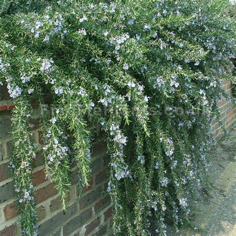 Rosemary Creeping – Kahikatea Farm Certified Organic Nursery and ...