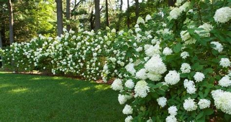 Good Shrubs For Full Sun | Garden hedges, Hedges landscaping, Privacy ...