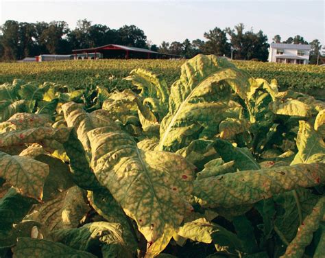 Virginia tobacco growers battled through hardest growing season