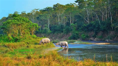 Chitwan Jungle Safari Tours in Nepal | Jungle Walk+ Jeep Safari