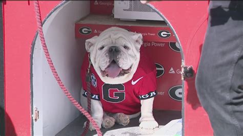 All the Uga's over the years | University of Georgia mascot | 11alive.com