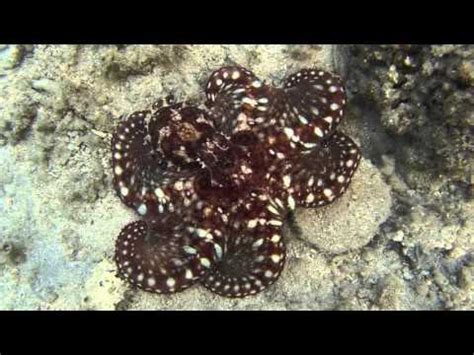 incredible mimic octopus absolute camouflage - YouTube