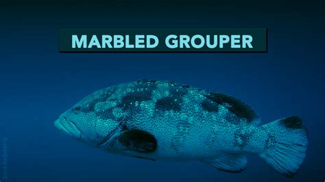 A Guide To The Different Types Of Grouper - sharksinfo.com