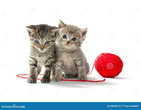 Two tabby kittens and yarn stock photo. Image of cute - 28646714