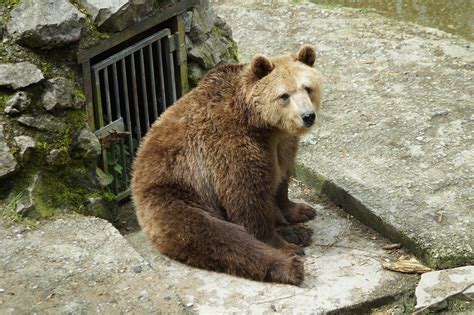 Brown Bear Zoo - Free photo on Pixabay - Pixabay