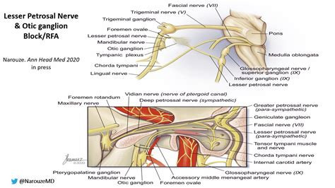 Greater Petrosal Nerve