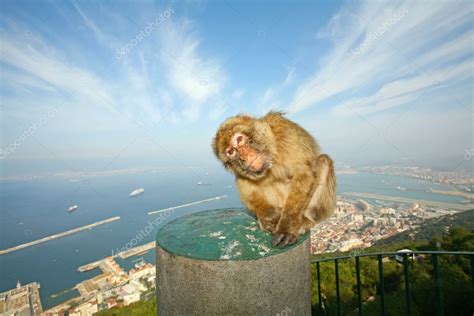 Gibraltar Monkey Stock Photo by ©GoranJakus 9663639