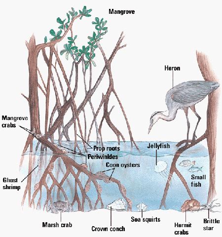 https://www.google.co.jp/blank.html | Mangrove, Nature journal, Science ...