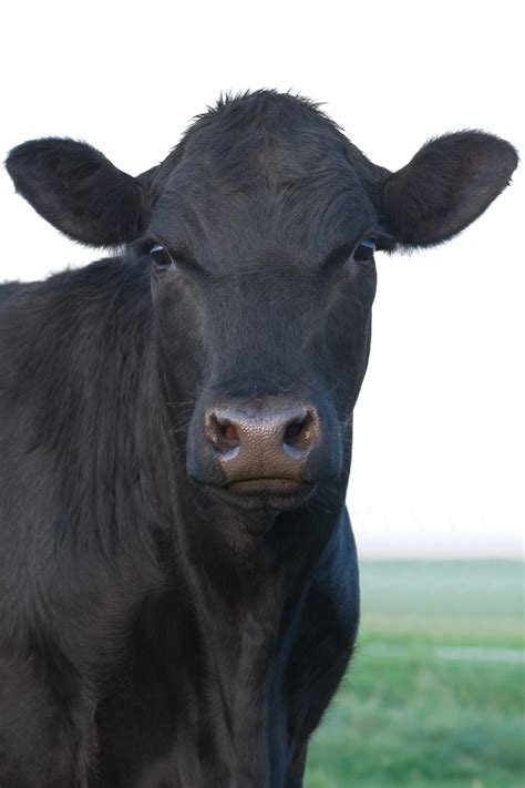 Angus Cross Cattle - Folkers Farms, WI