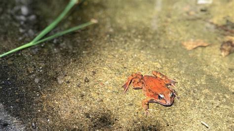 1,000th California Red-Legged Frog Released at Yosemite – NBC Los Angeles