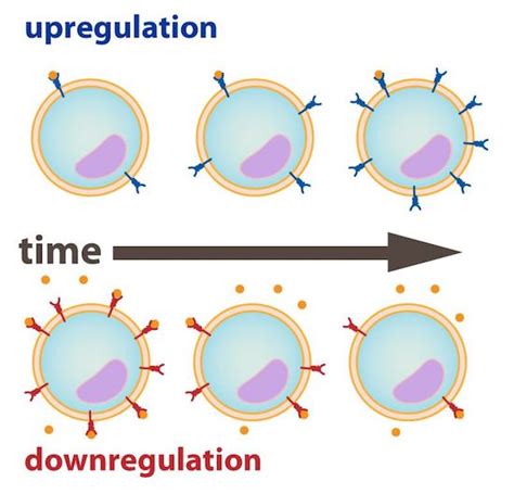 The Medical Cannabis Primer - Downregulation and Upregulation of Receptors