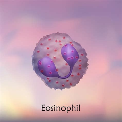 High & Low (Absolute) Eosinophil Count + Functions White Blood Cell ...