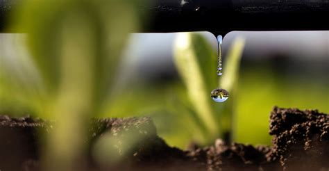 Drip irrigation system emerges to solve rice paddy problem | Lifestyle News | English Manorama