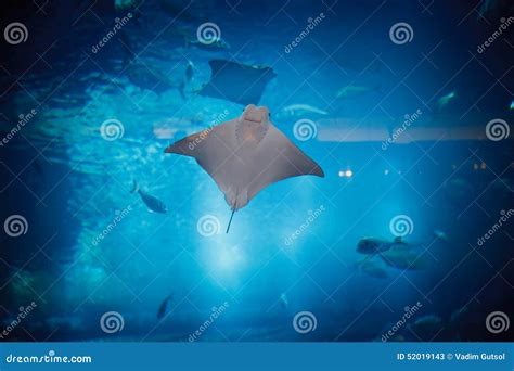 Stingray stock image. Image of light, cayman, sunlight - 52019143