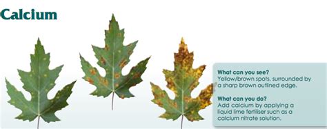 The Grow Room: Calcium Deficiency: Signs, Causes and Cures