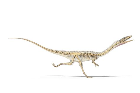 Coelophysis Skeleton Photograph by Roger Harris/science Photo Library - Fine Art America