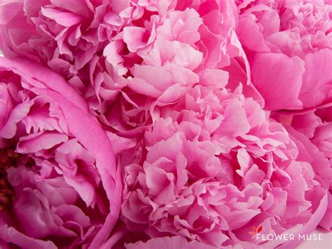 Beautiful Peony wallpaper | 1600x1200 | #22573